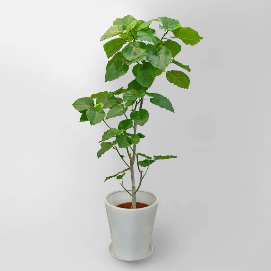 ドラセナ・ワーネッキー・レモンライム｜青山花茂本店