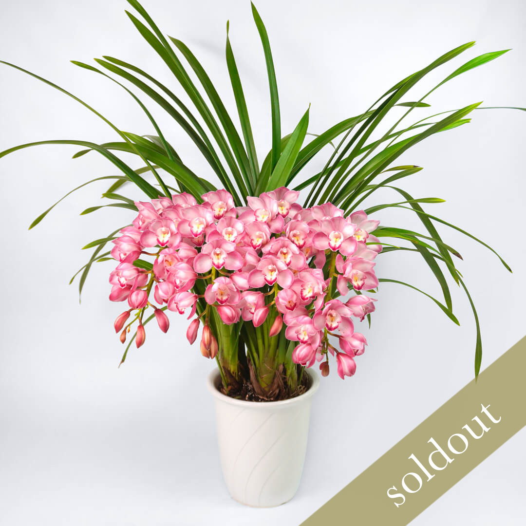 淡いピンクのアーチ型のシンビジュームの鉢植え