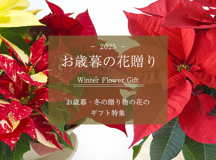 お歳暮・冬の贈り物の花のギフト特集