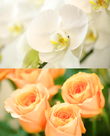 白い大輪胡蝶蘭とオレンジの大輪バラ