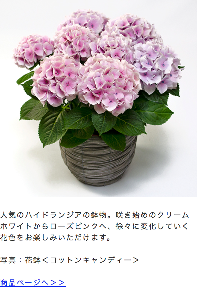 花鉢＜コットンキャンディー＞