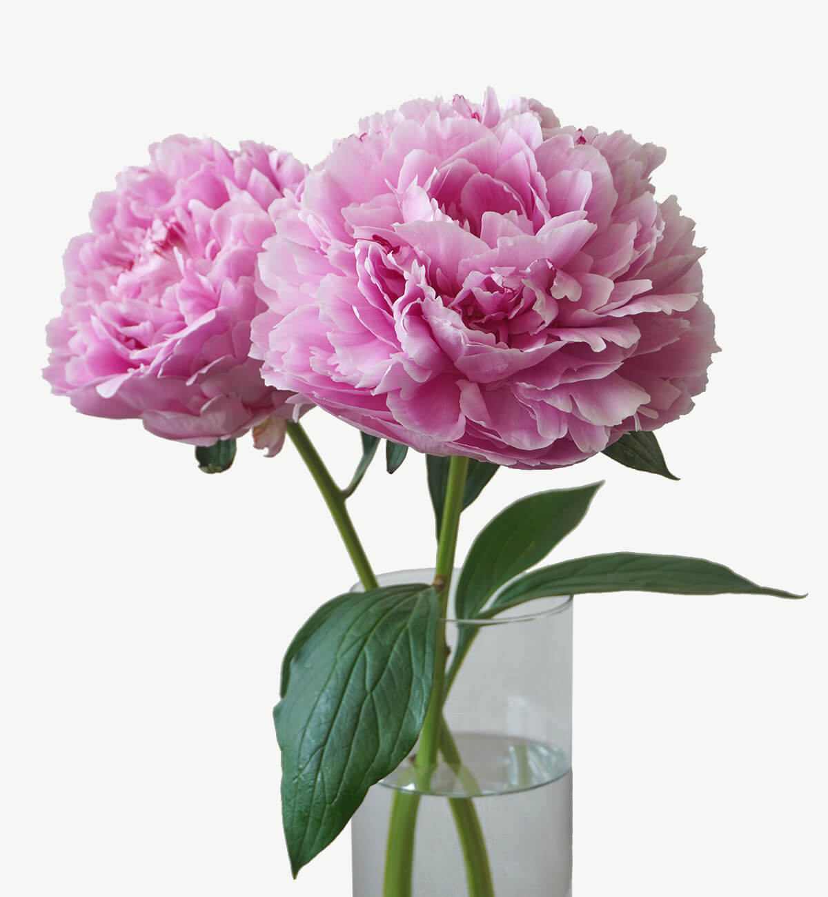芍薬の花瓶活け