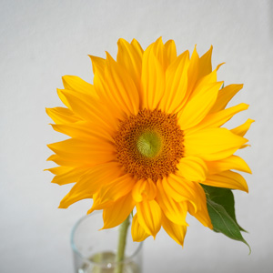 中央の芯がグリーンのヒマワリ