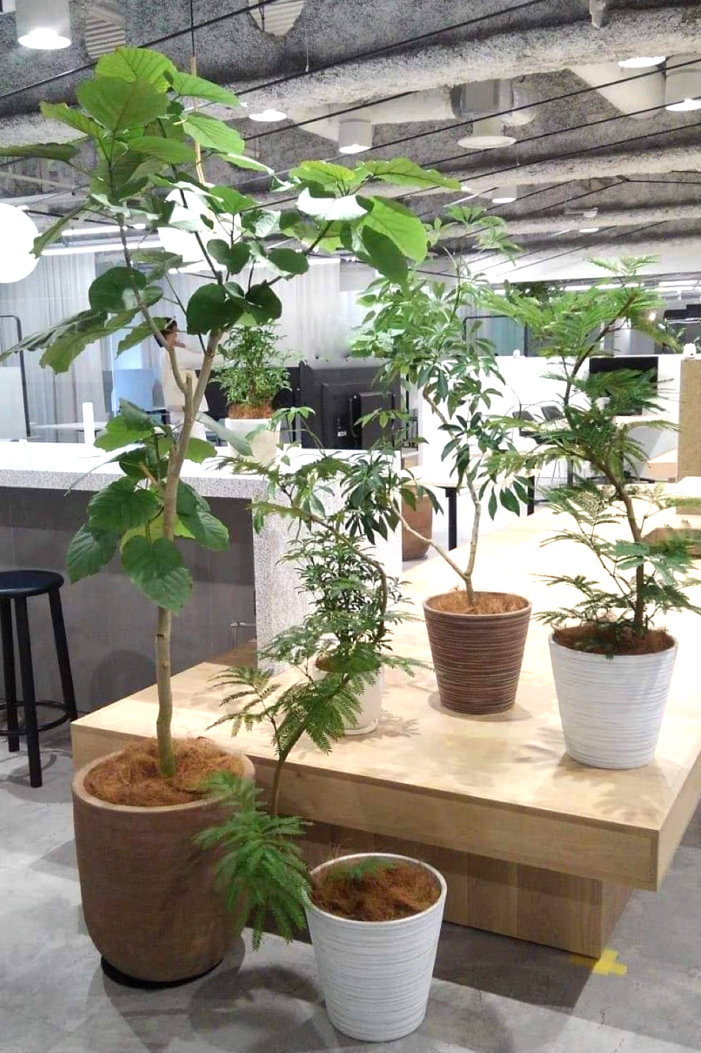 オフィスと観葉植物
