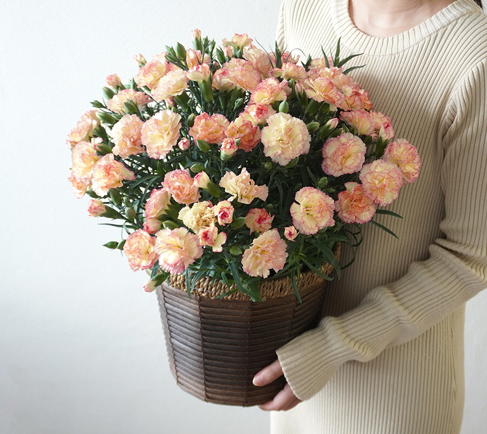 淡い黄色で縁取りがピンクのカーネーションの鉢植え