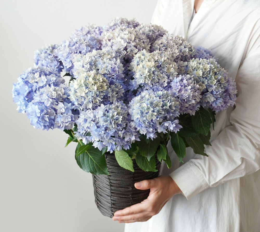 淡いブルーのハイドランジア（アジサイ）の鉢植え