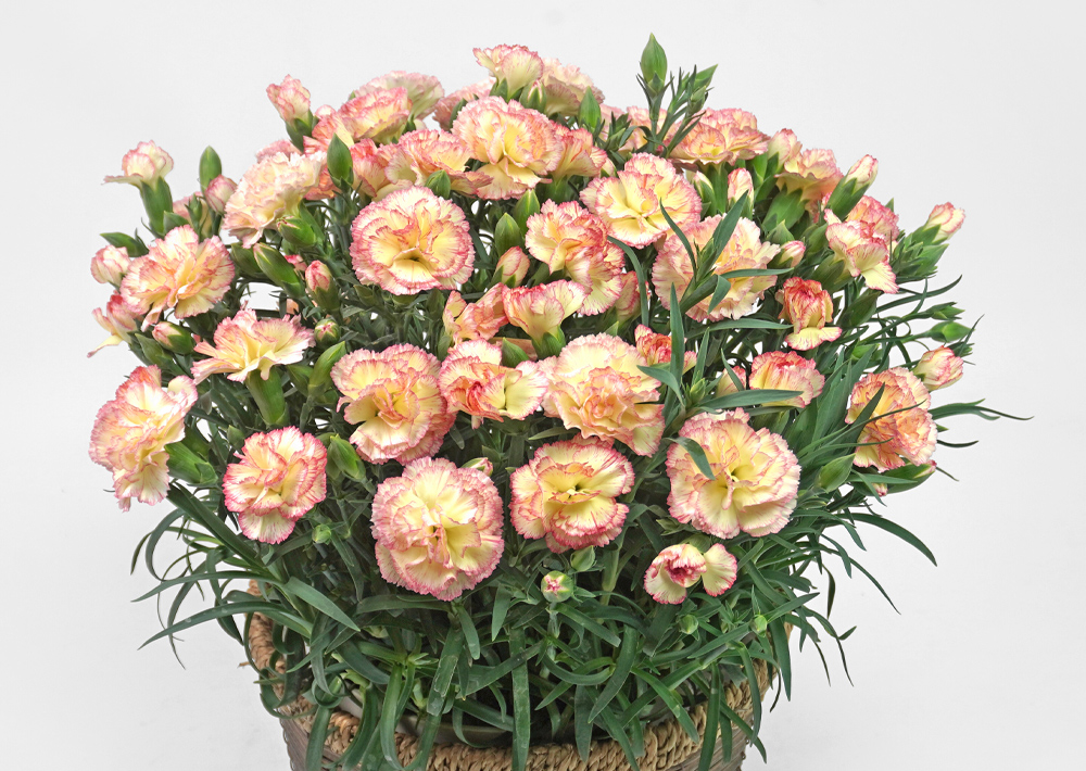 ピンクの縁取りの黄色いカーネーションの花鉢