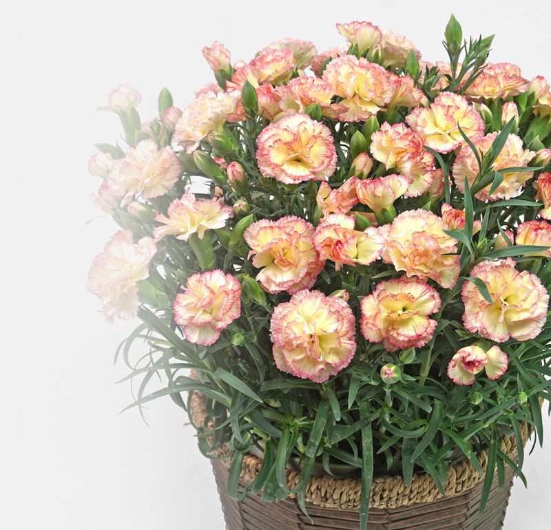 ピンクの縁取りの黄色いカーネーションの花鉢