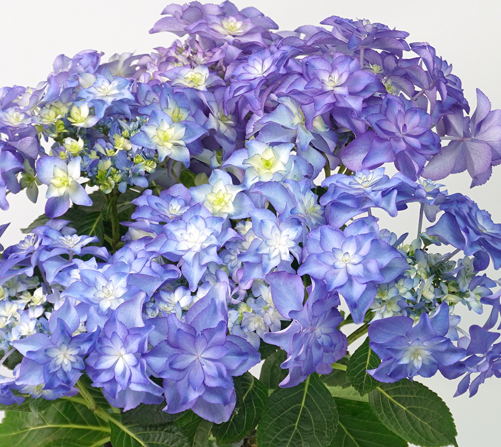ピンクのカーネーションの鉢植え