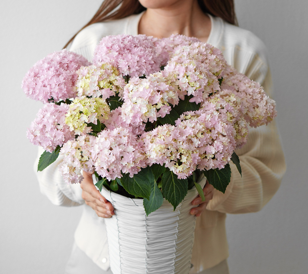 淡いピンクのハイドランジア（アジサイ）の鉢植え