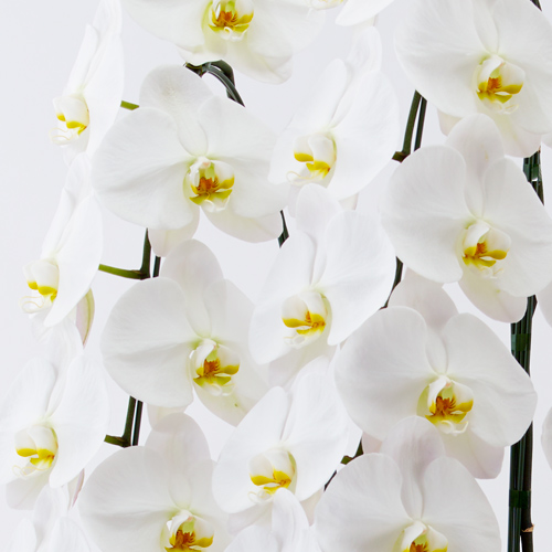 白い大輪胡蝶蘭