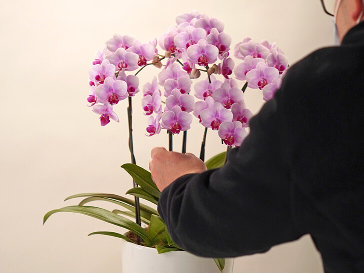 フラワーデザイナーとピンクのミディ胡蝶蘭