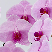 大輪胡蝶蘭のピンクの画像