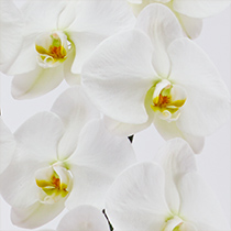 大輪胡蝶蘭の白の画像