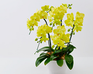 黄色のミディ胡蝶蘭の画像