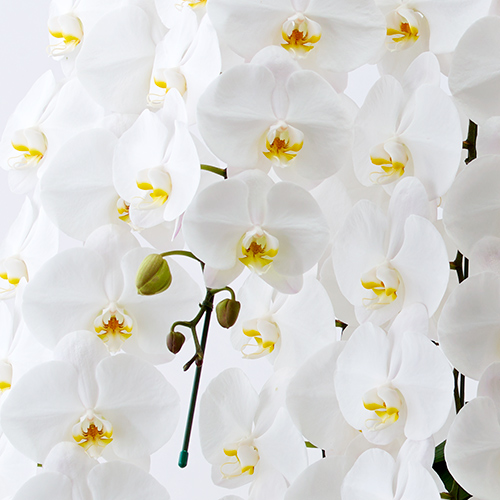 白の大輪胡蝶蘭の画像