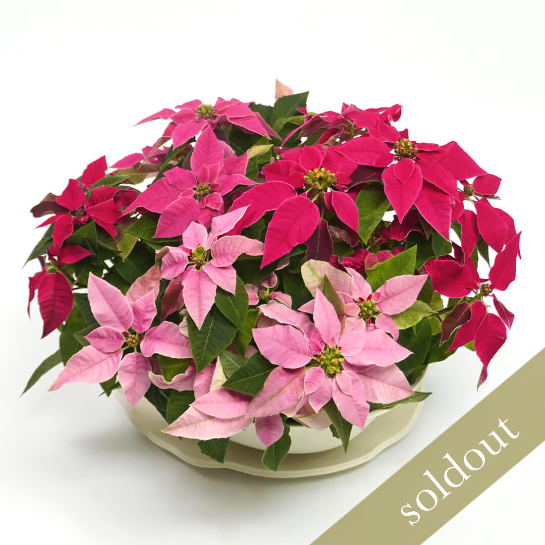 【お歳暮・クリスマス】ピンクのグラデーションのテーブルプリンセチア