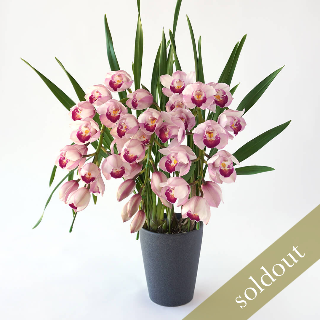 【お歳暮】ピンクのアーチ型のシンビジュームの鉢植え