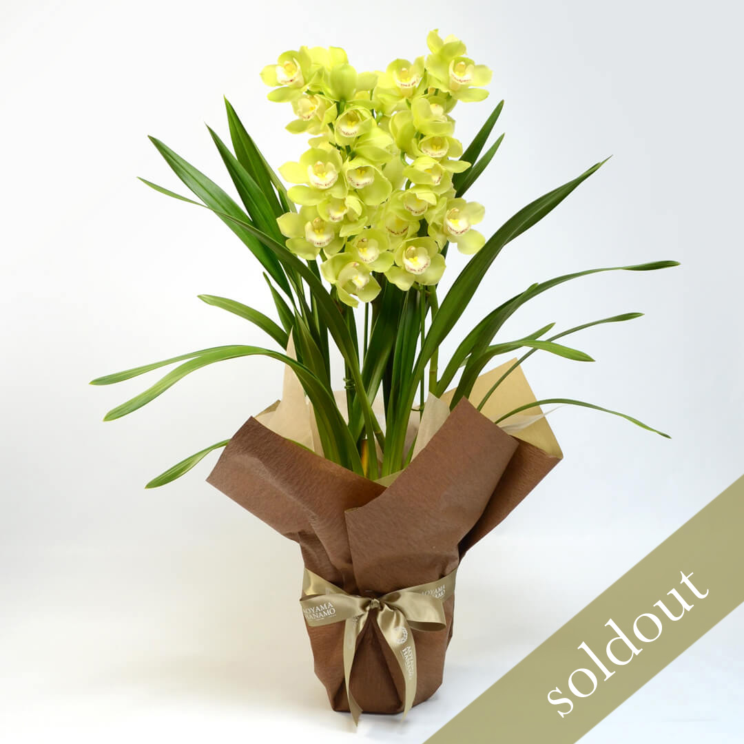 【お歳暮】シンビジューム（ストレート型・グリーン・3本立）