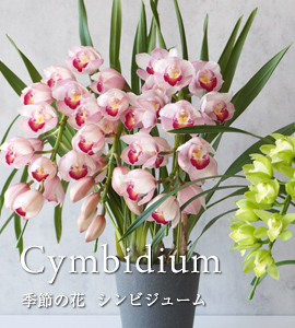 シンビジューム