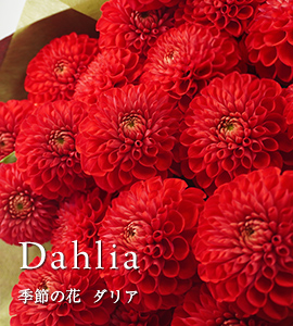 ダリア