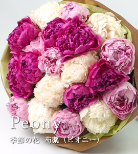 芍薬