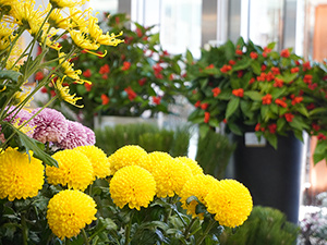 �}����痼�Ȃǂ̂������ԍ�