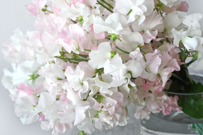 ���ƃs���N�̃X�C�[�g�s�[�̉ԑ�