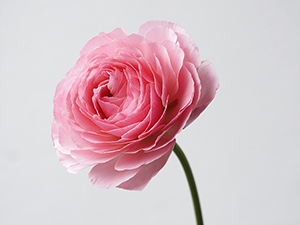 �s���N�̃��i���L�����X