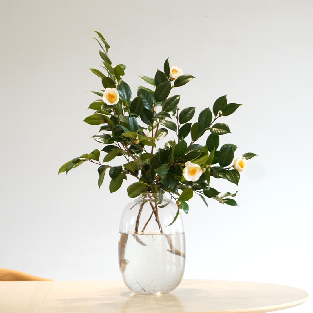 ���ƃ��i���L�����X�̂ЂȍՂ�A�����W�����g