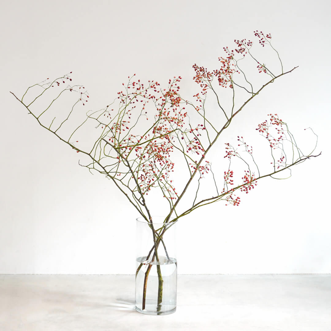 ���ƃ��i���L�����X�̏��u���A�����W�����g