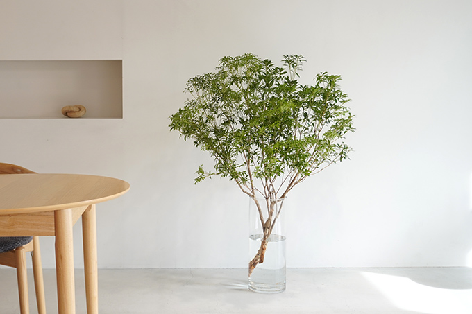 �n���؁i�A�Z�r�j�̉ԕr����