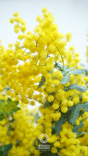 �����[�R�R���l