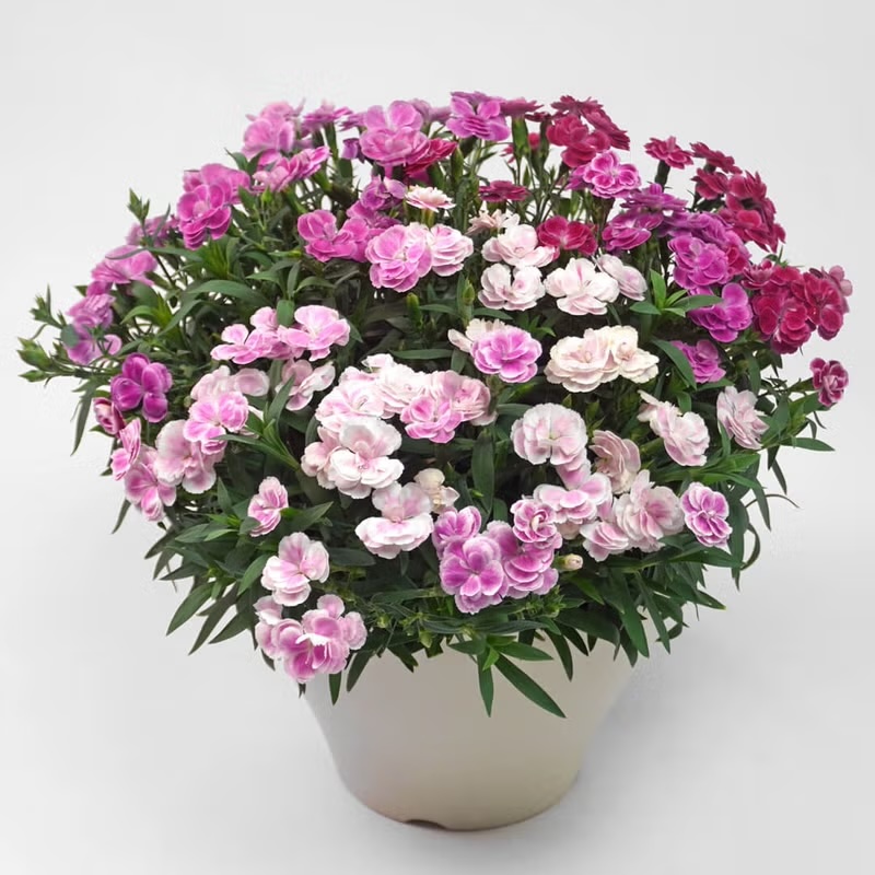 �Z���s���N��W���s���N�̃J�[�l�[�V�����̔��A��