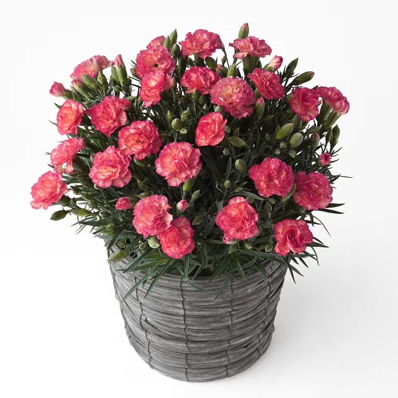 �N�₩�ȃs���N�ƃC�G���[�̃J�[�l�[�V�����̔��A��