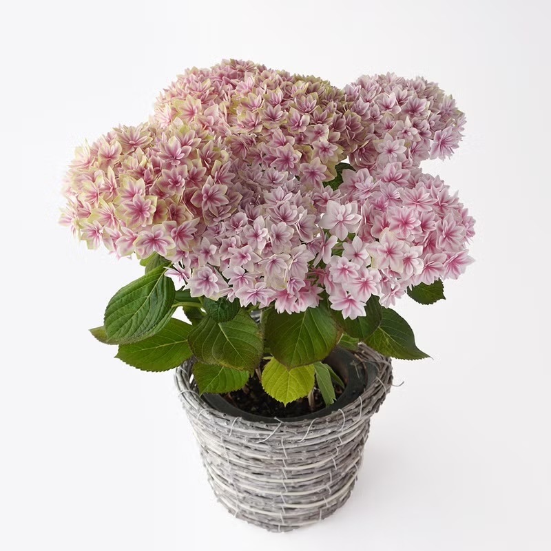 �W���s���N�̃n�C�h�����W�A�̔��A��