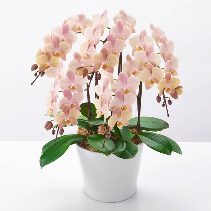 �s���N���������x�[�W���̃~�f�B�Ӓ���