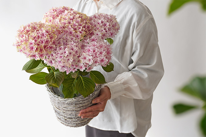 �W���s���N�̃n�C�h�����W�A�̔��A��