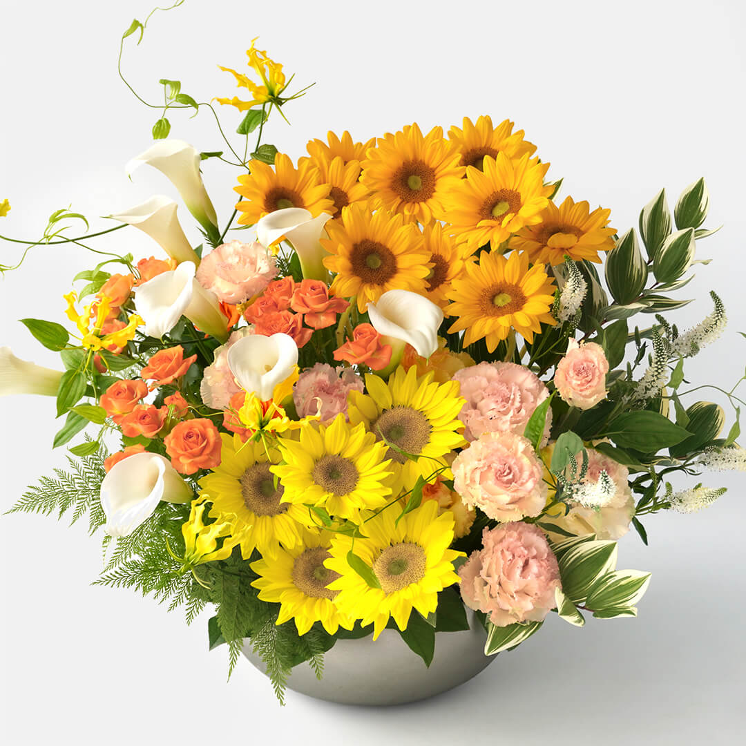 �W���s���N�̃A���X���E���̔��A��
