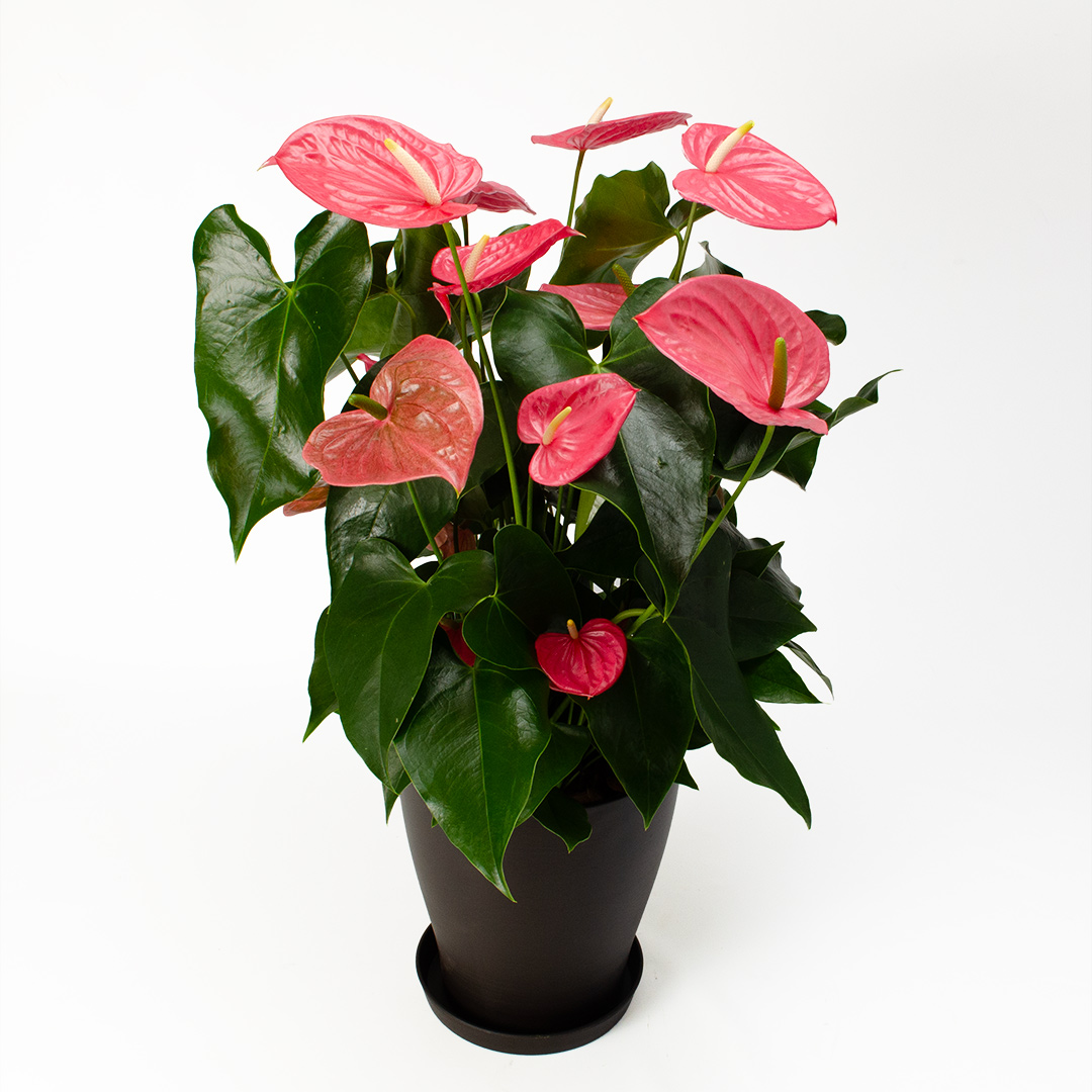 �s���N�̃A���X���E���̑傫�Ȕ��A��