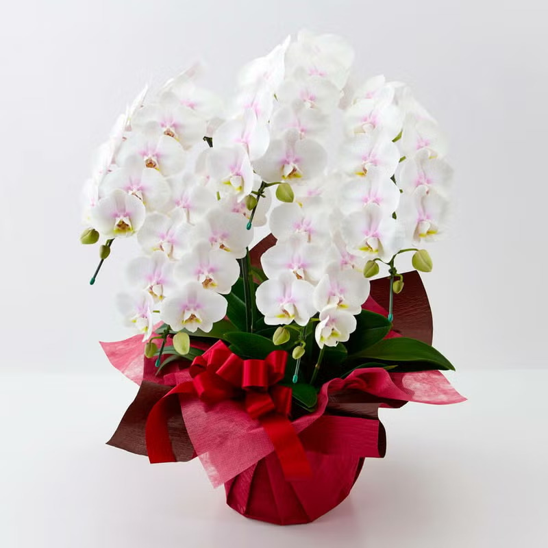 �~�f�B�Ӓ����t�@�[�X�g���u