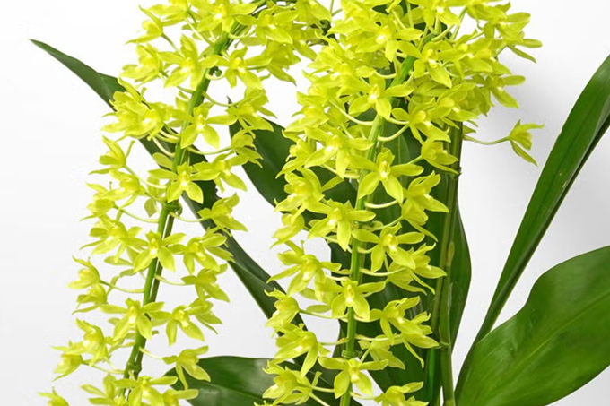�O���}�g�t�B�������q�q�}�k���i2�{���j