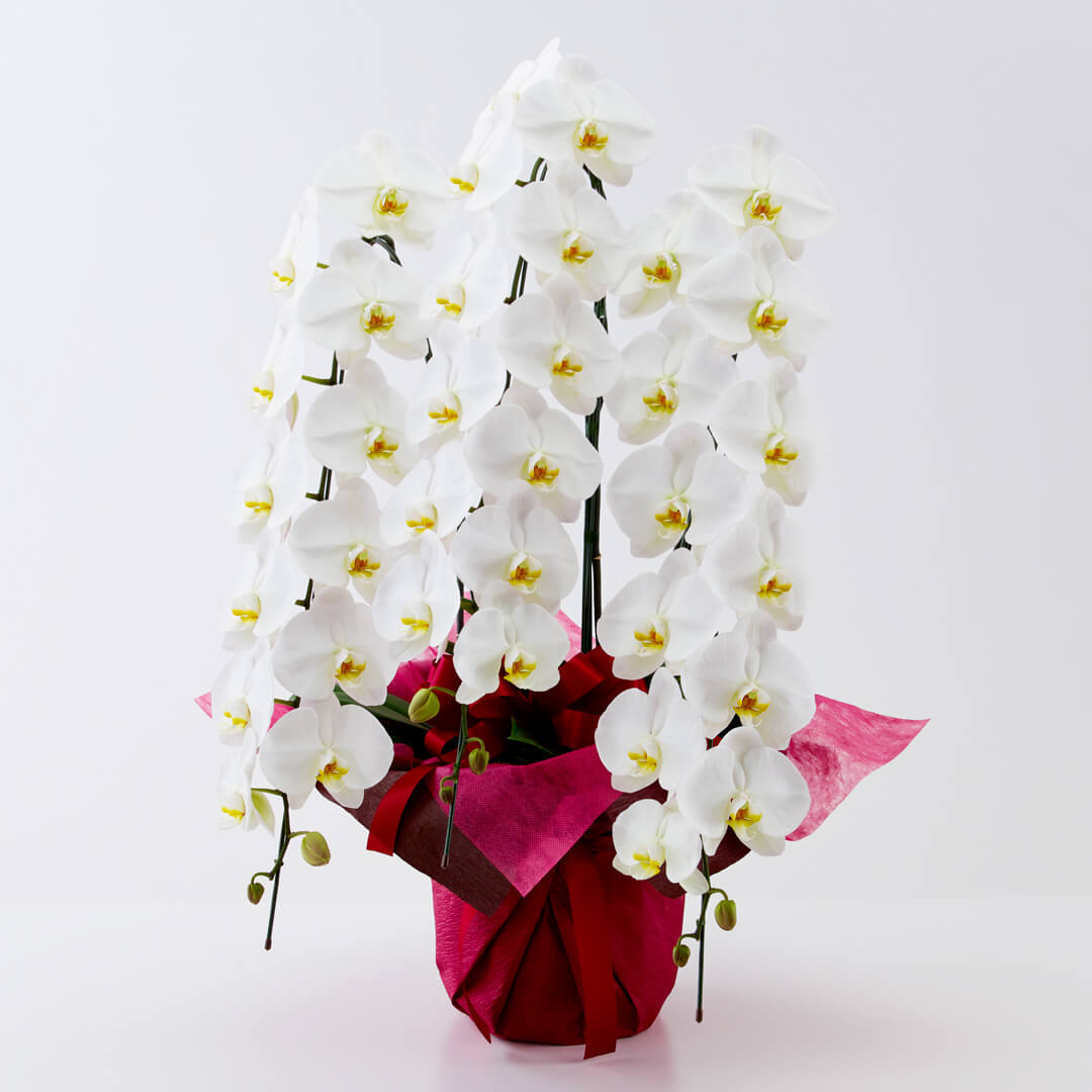 �Ӓ����i��� �R�{�����j��