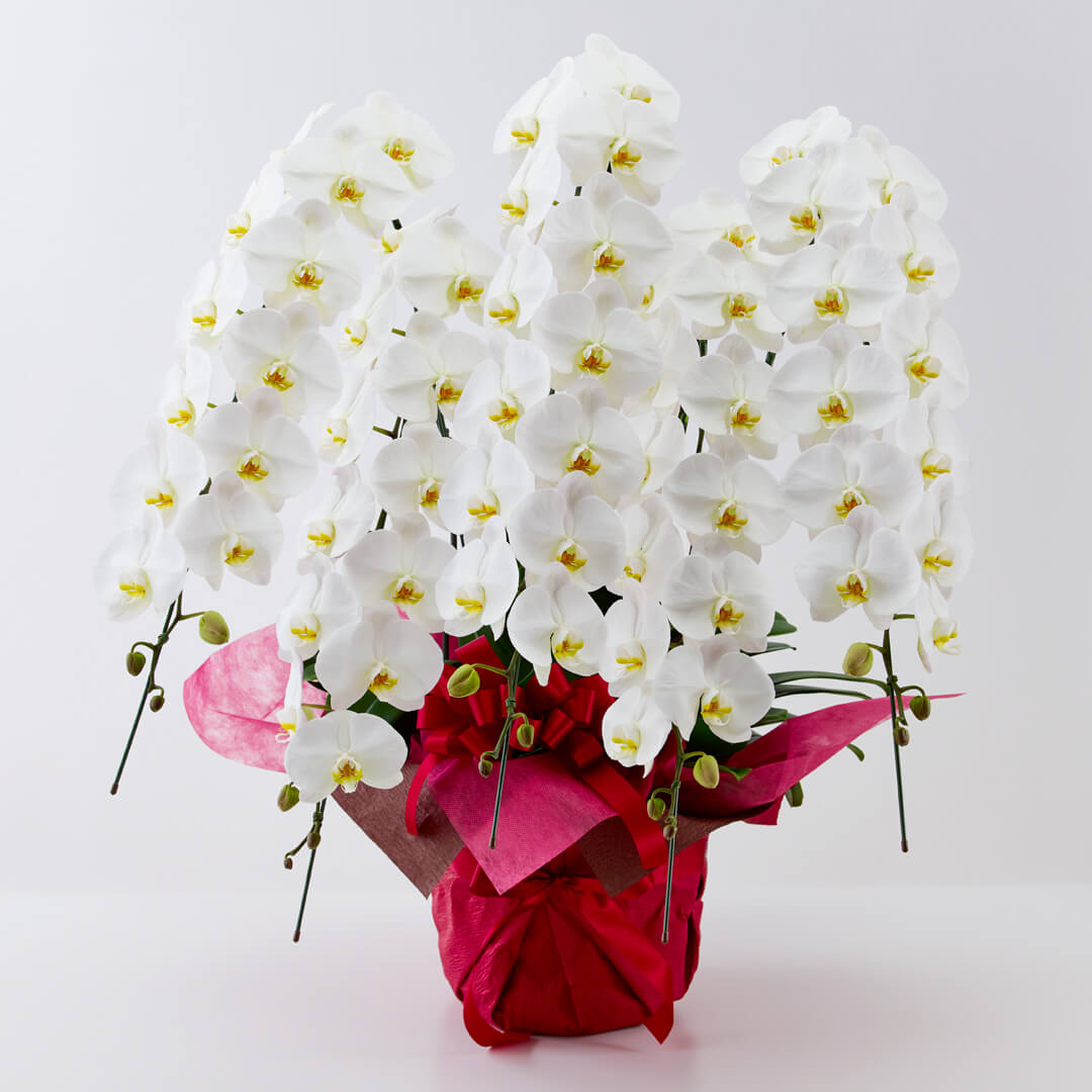 �Ӓ����i��� �T�{�����j��