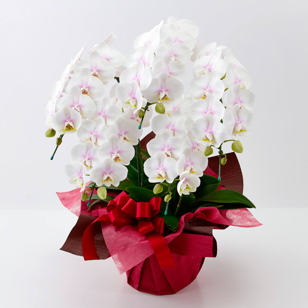 �~�f�B�Ӓ������t�@�[�X�g���u���i���ցE�W���s���N�E5�{���j