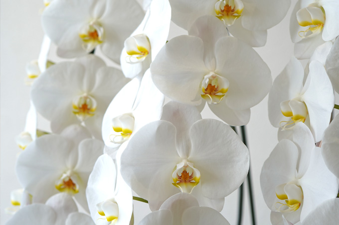 �Ӓ����i��� �R�{�����j��