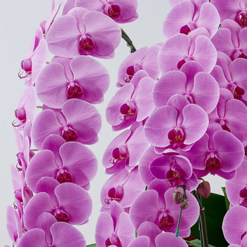 胡蝶蘭（大輪10本立ち）｜青山花茂本店