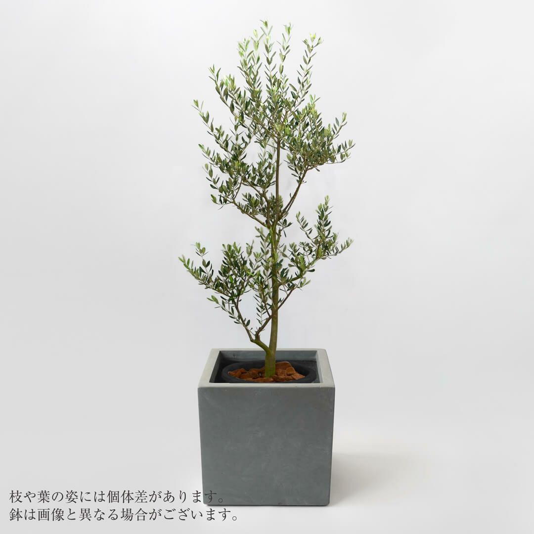 オリーブの鉢植え