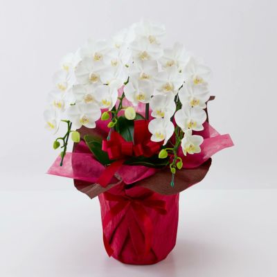 母の日蘭鉢ミディ胡蝶蘭＜マザーチーク＞（中輪・淡いベージュ・5本立