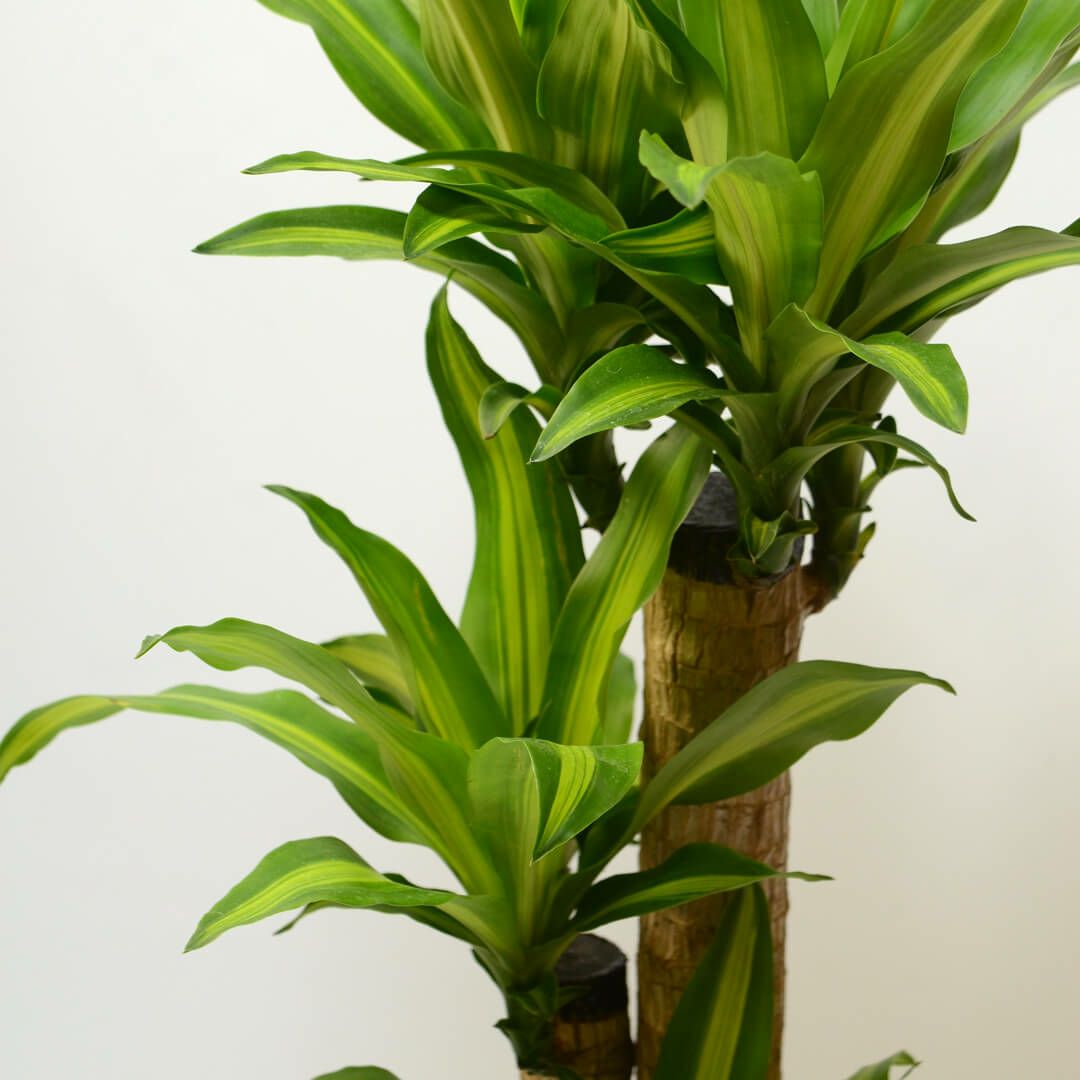 モッピー様専用□ドラセナ・マッサンゲアナ 幸福の木/観葉植物/145cm